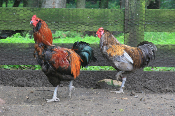 A couple of chickens walk around the pen